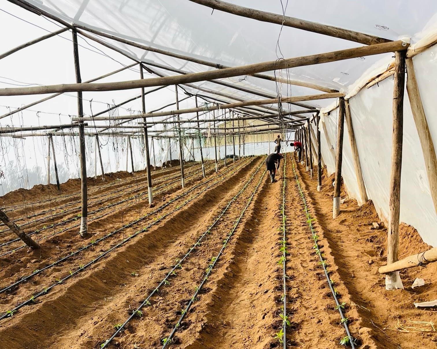 First greenhouse construction at Green Flamingo Farm